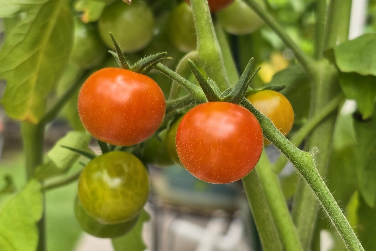 Fresh edible garden growing at HarvestSense — herbs and vegetables thriving in a backyard setup