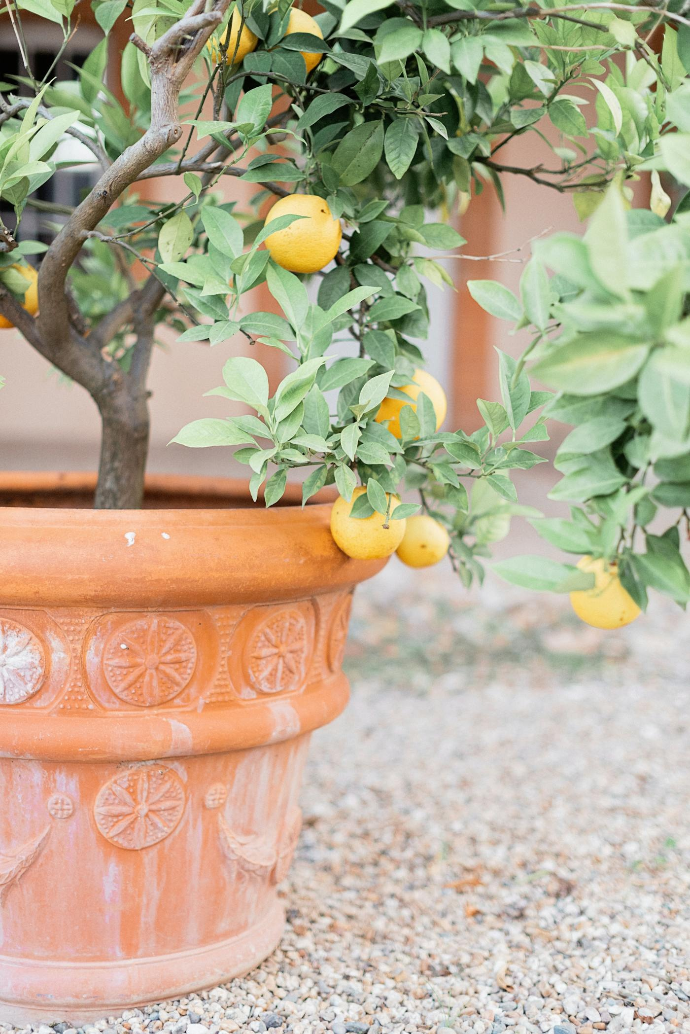 Dwarf Meyer lemon tree with ripe yellow lemons growing in a terracotta pot — container citrus gardening for apartments