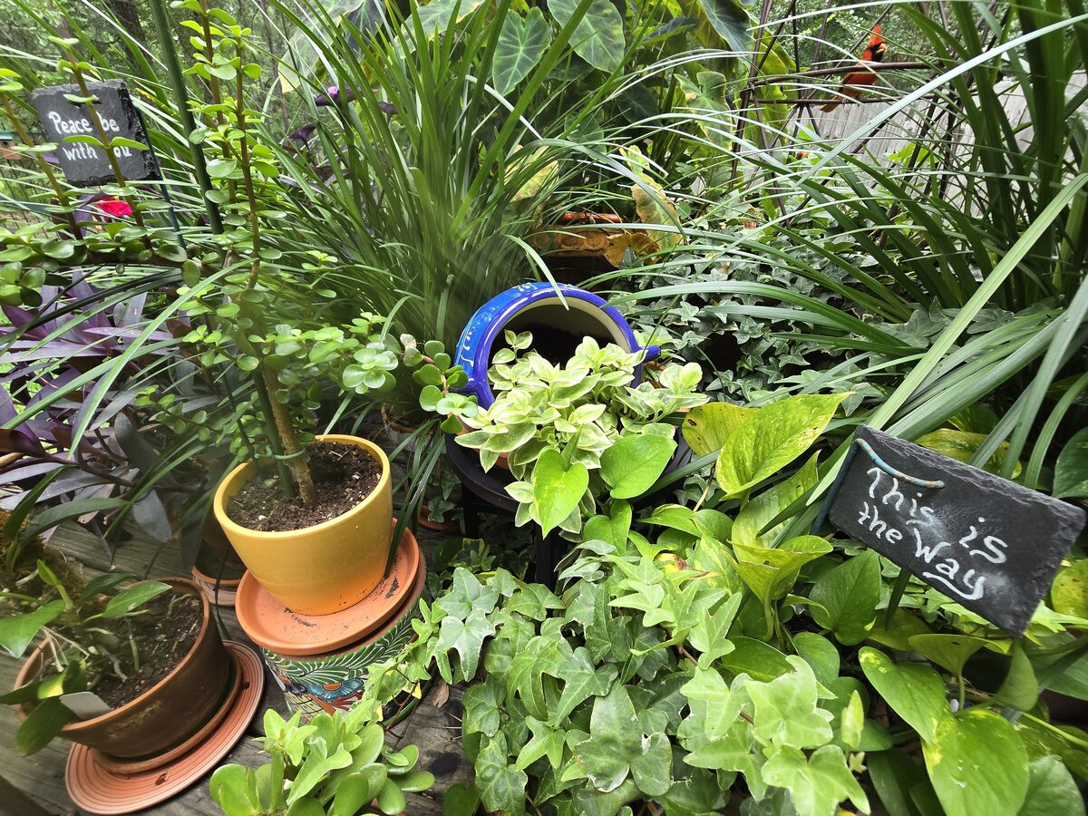 Lush backyard container garden with a "This is the Way" slate sign among green tropical plants