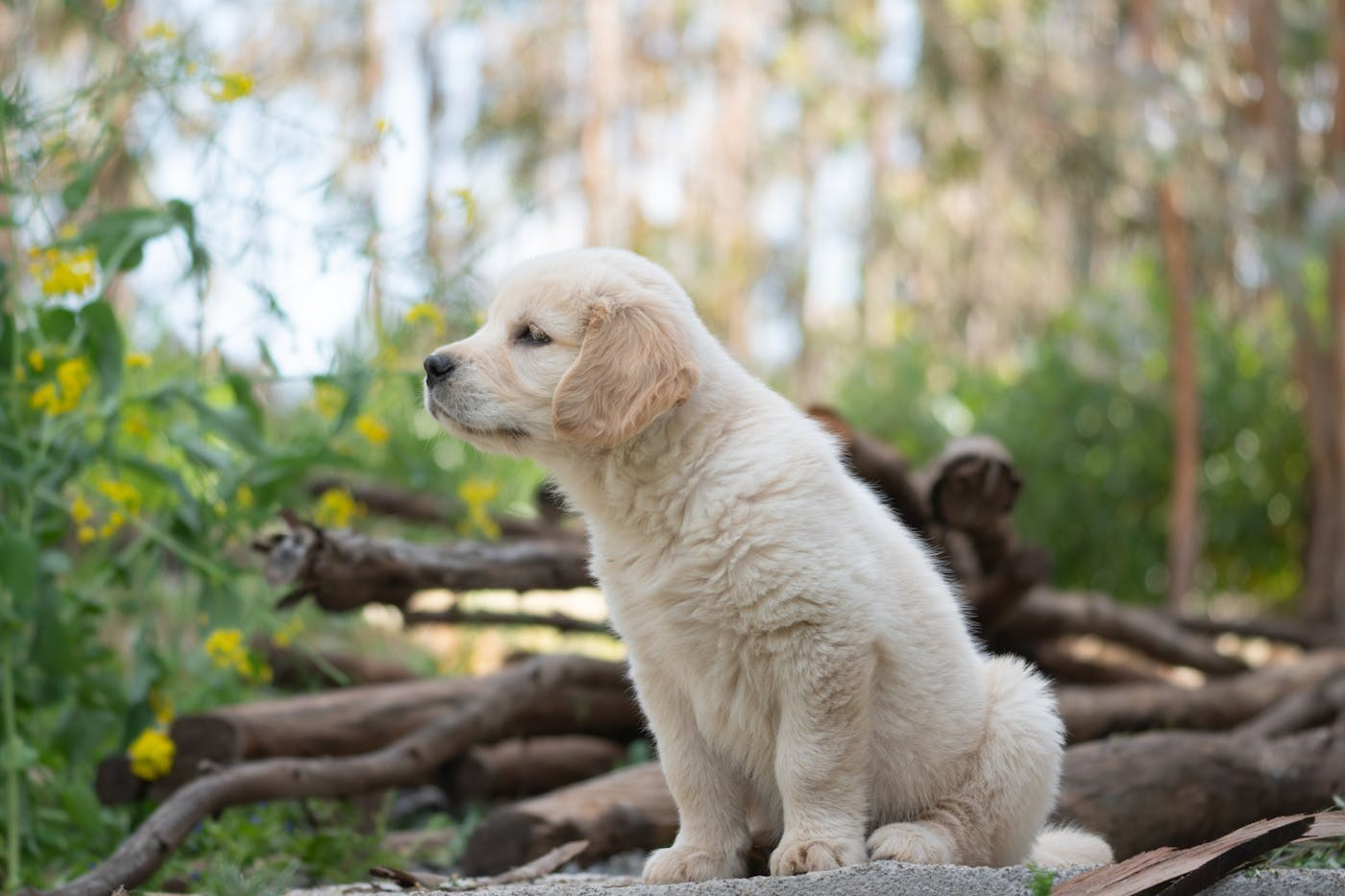 A golden retriever puppy outdoors, representing dogs in container garden environments