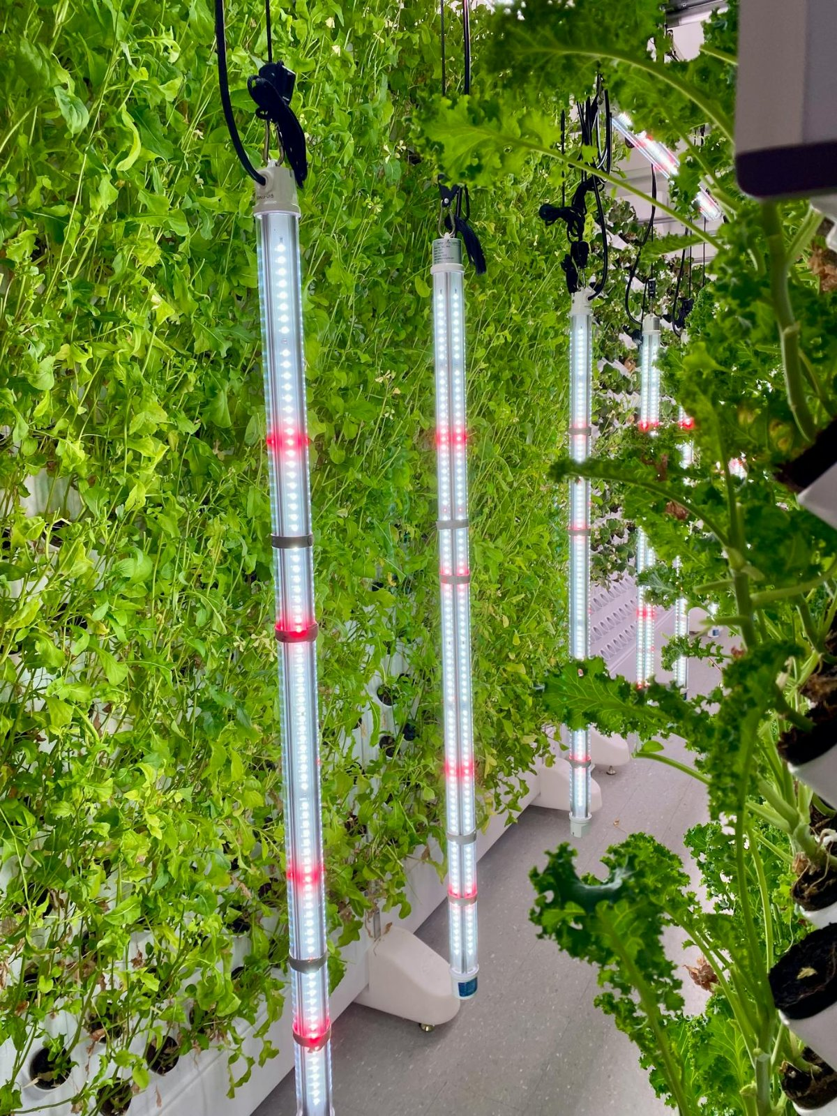 Lush vertical indoor garden illuminated by T5 LED grow light tubes