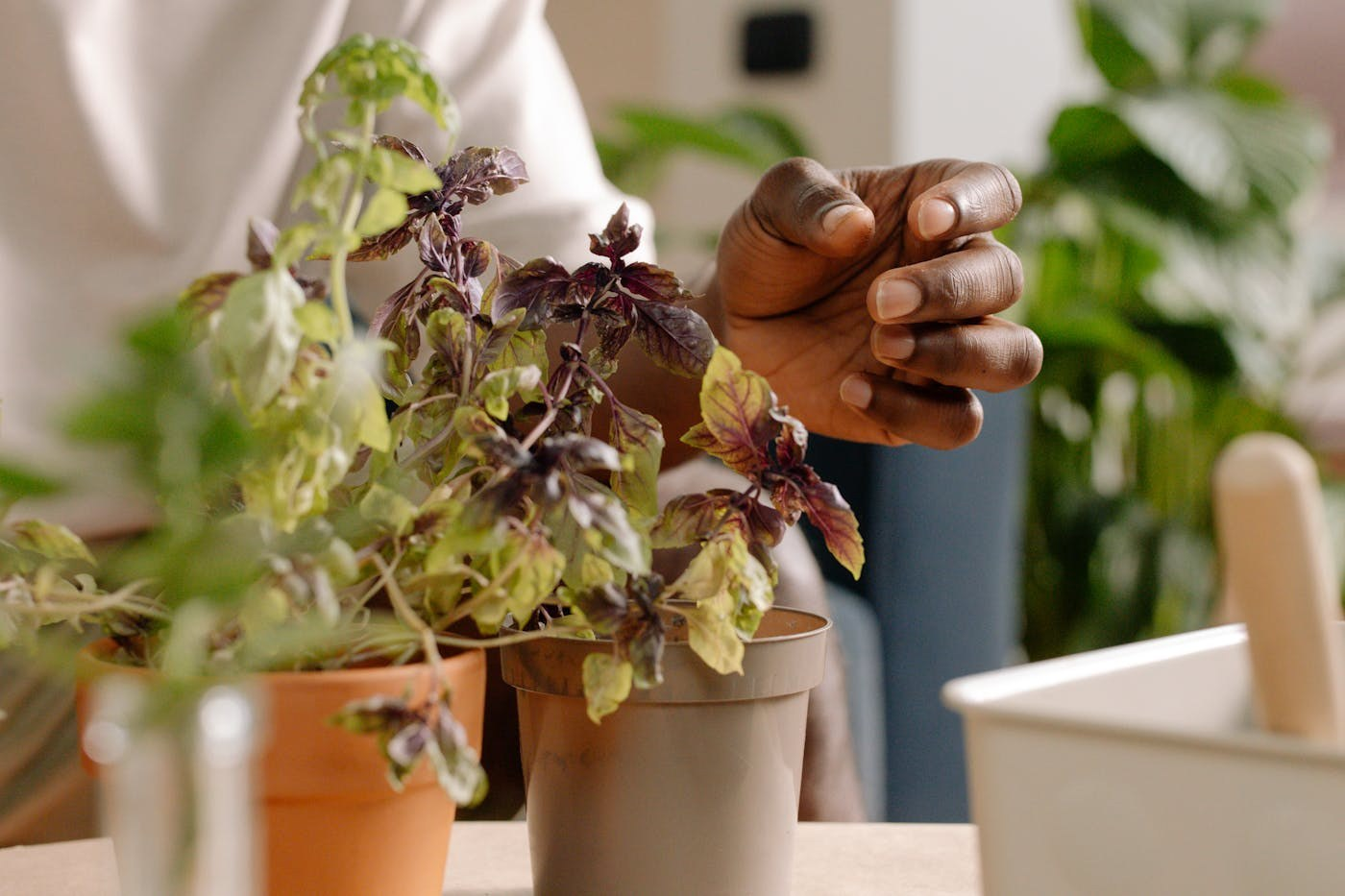 Fresh herbs growing indoors on a kitchen countertop in a small apartment space