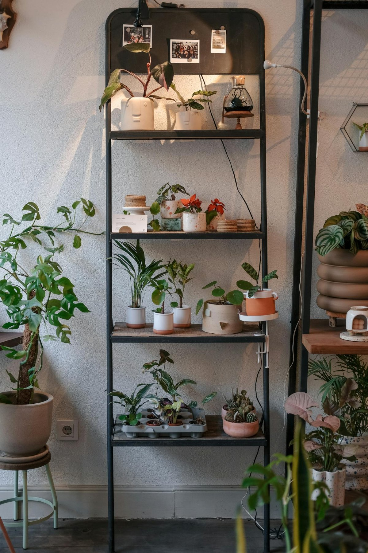 Lush houseplants arranged on wooden shelves in a bright, beautifully styled small-space indoor garden