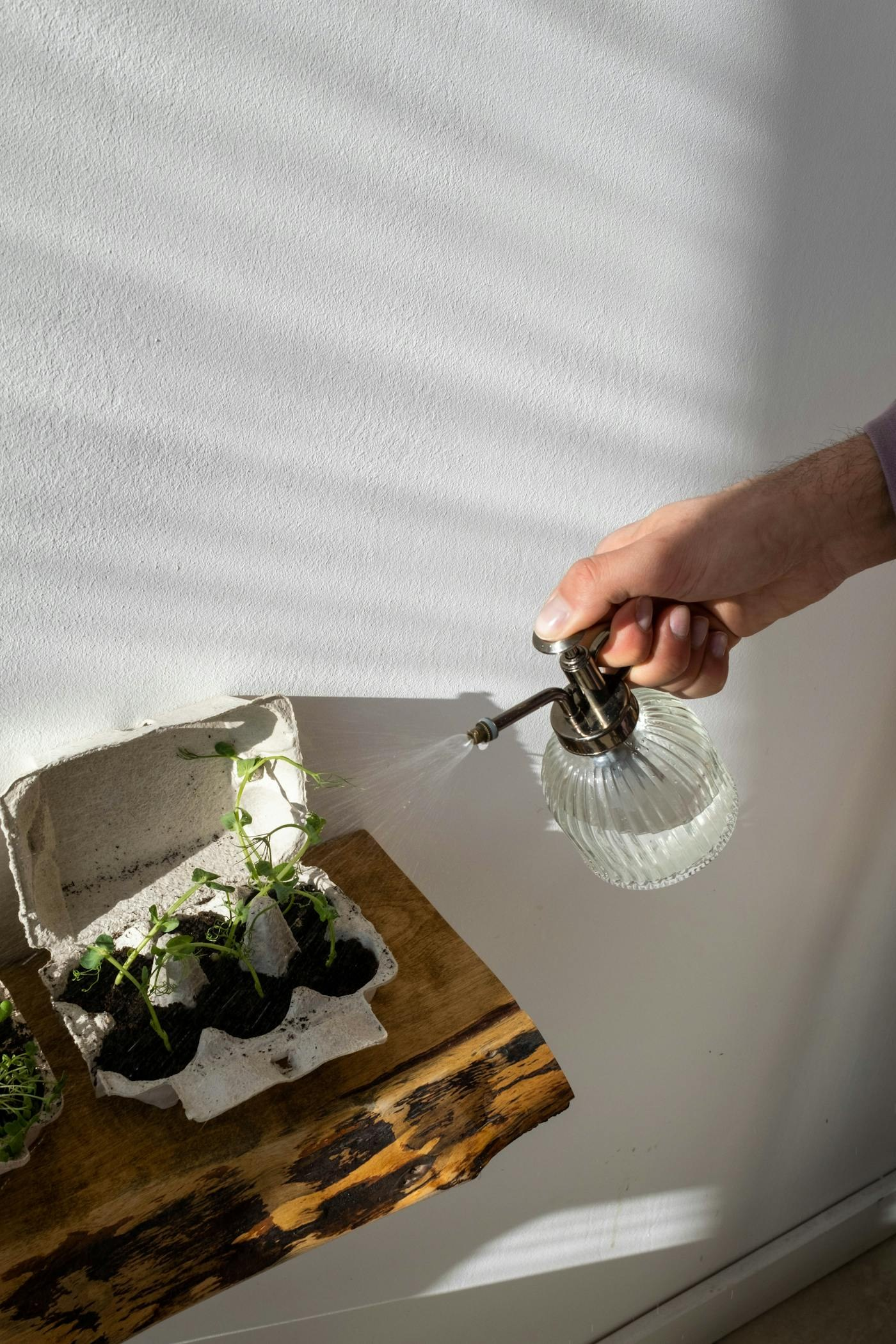 Person watering indoor apartment plants before going on vacation