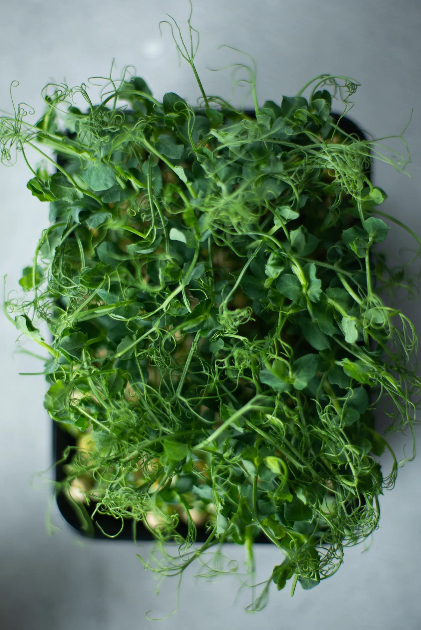 Top-down view of vibrant green microgreens growing in a tray, ready to harvest