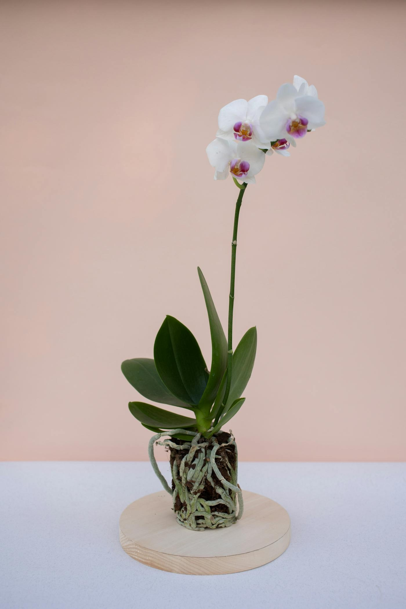 Elegant white orchid on a round wooden board, representing high-end cat-safe indoor plants