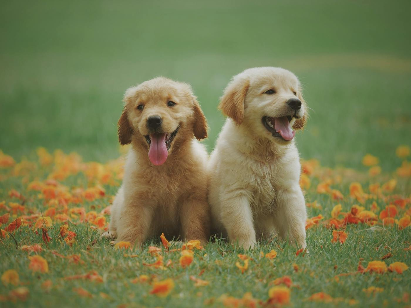 Two golden puppies sitting together in a field of orange and yellow flowers
