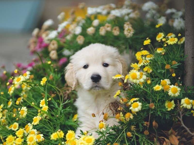 Pet-Safe Gardens